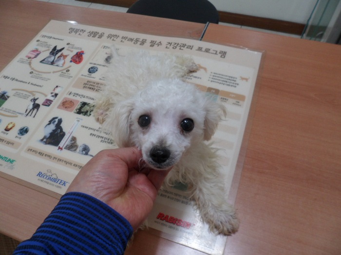 강현림동물병원_411314202300563